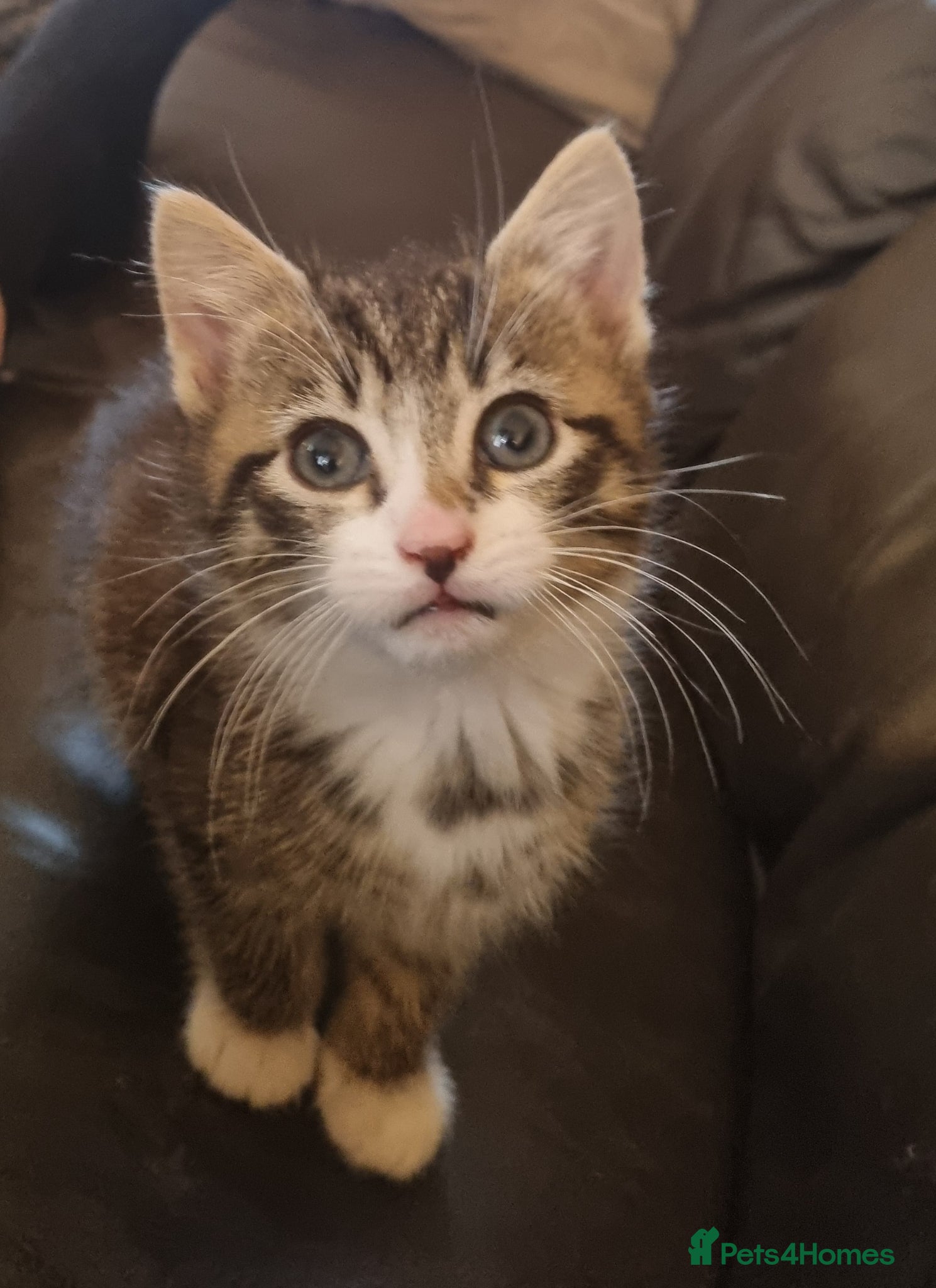 Domestic Shorthair cats Beautiful tabby boy kitten  - Advert 4