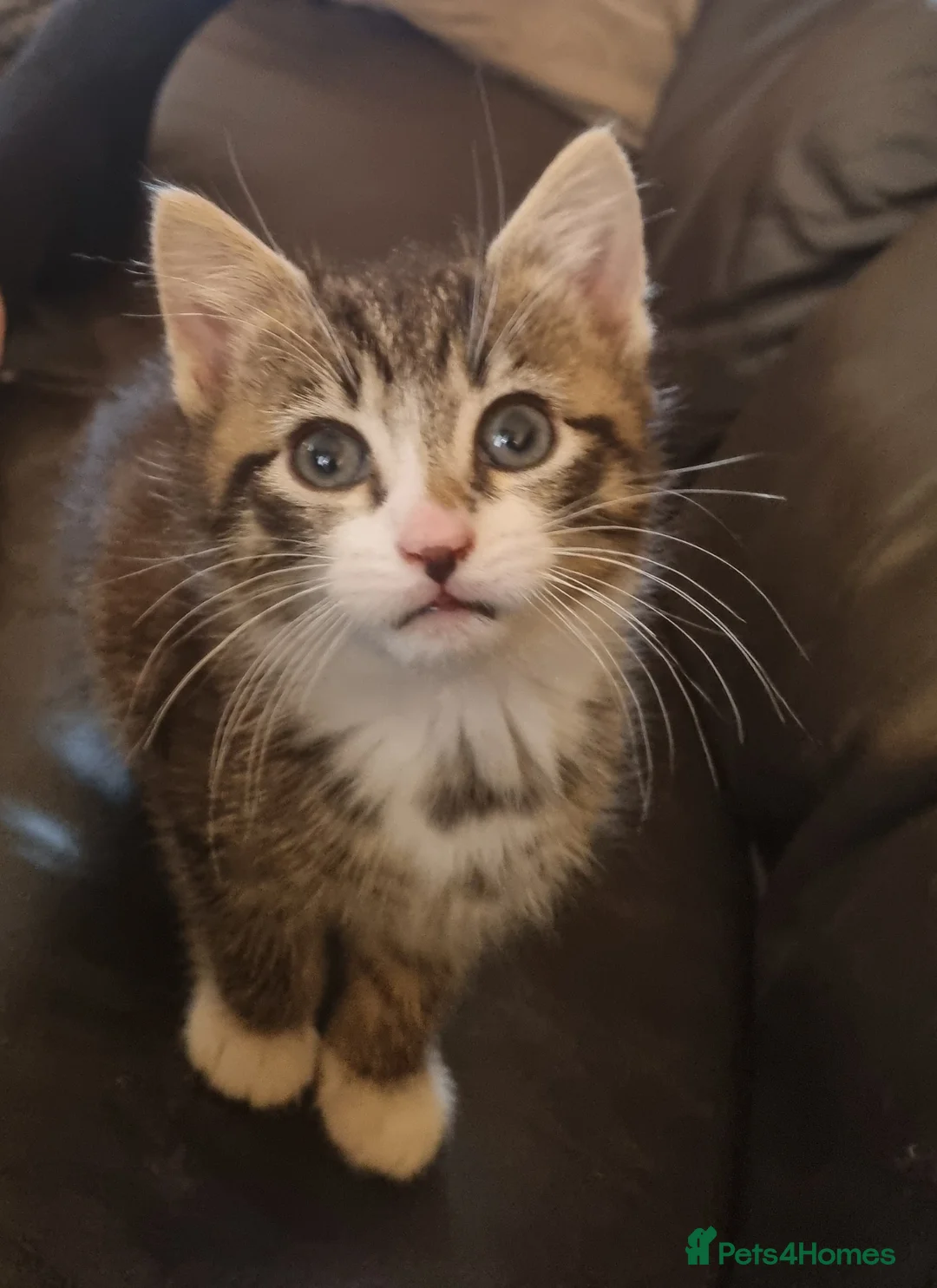 Domestic Shorthair cats for sale: Beautiful tabby boy kitten  - Advert 1