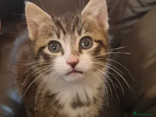 Domestic Shorthair cats Beautiful tabby boy kitten - Advert 4
