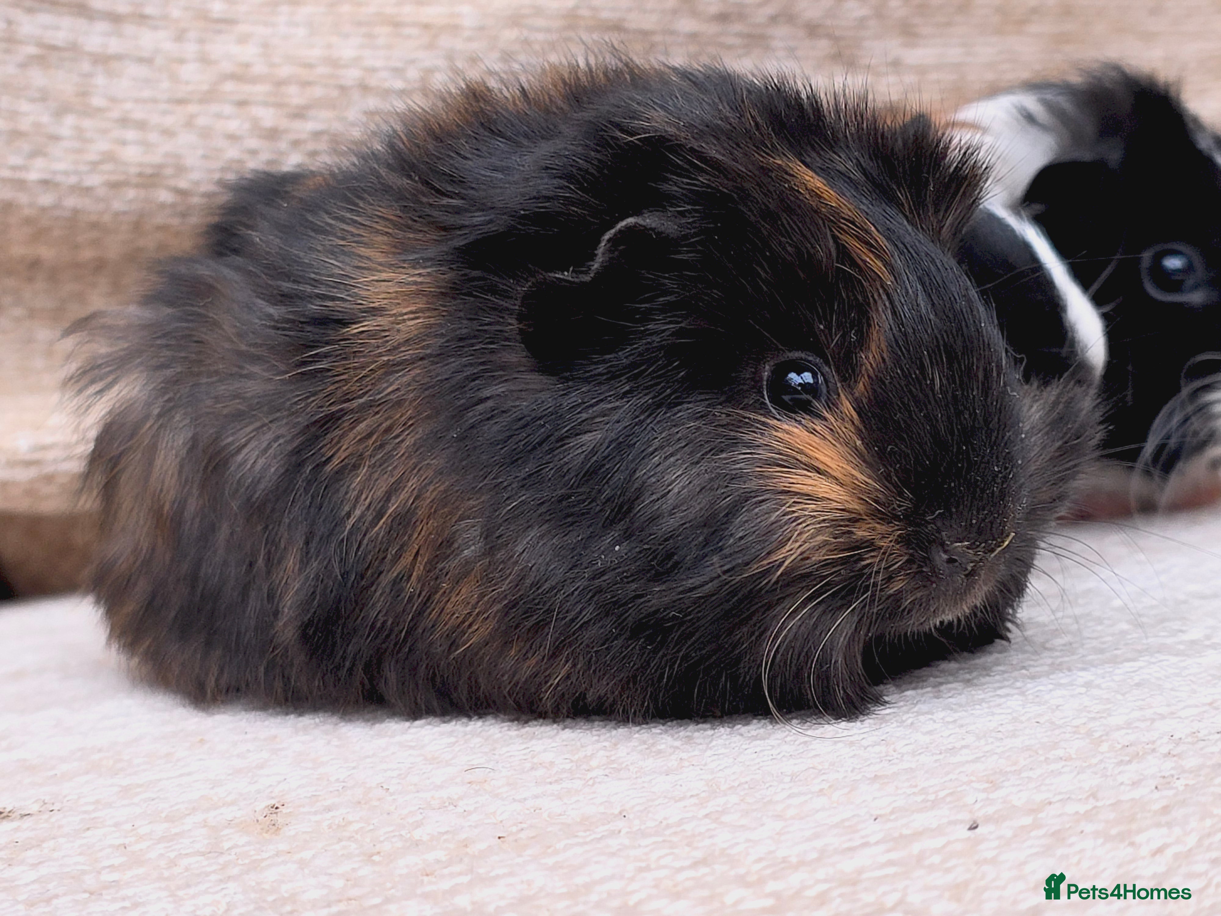 Guinea Pig rodents Baby Guinea pig's Boys - Advert 11