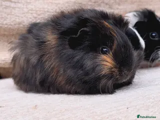 Guinea Pig rodents Baby Guinea pig's Boys - Advert 11