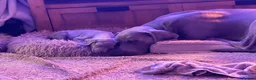 Weimaraner dogs for sale: Beautiful KC reg Weimaraner’s forever homes req - Advert 29