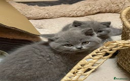British Shorthair cats for sale: Stunning GCCF British Shorthair Pedigree Kittens - Image 3