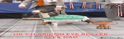 English Bull Terrier dogs for sale: UK Champion Bloodline Puppies Waiting List Open - Advert 22