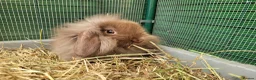 Mini Lion Lop rabbits for sale: Adorable Mini Lion Lops - READY JULY 1ST - Advert 23