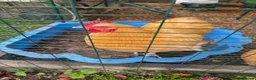 Chickens poultry for sale: 2 Buff Orpington Cockerels - Advert 2