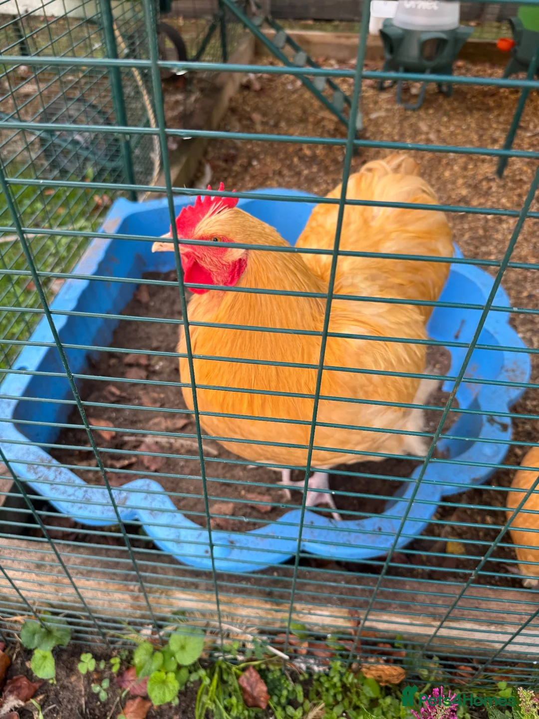 Chickens poultry for sale: 2 Buff Orpington Cockerels - Advert 2