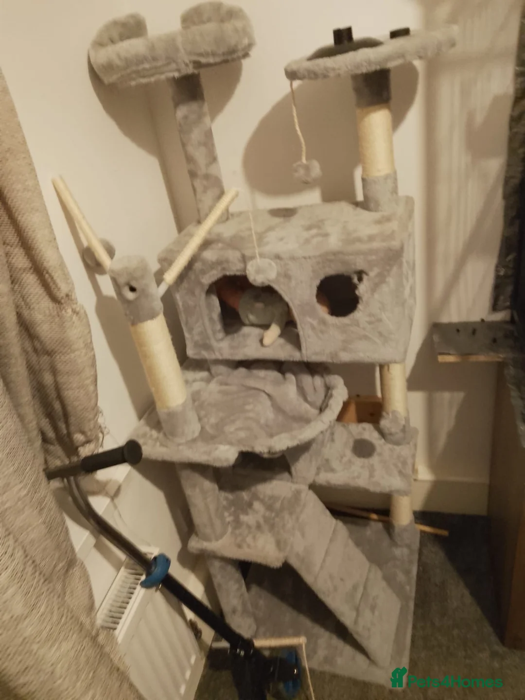 Rat rodents for sale: Full rat set up  - Advert 4
