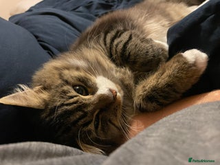 Mixed Breed cats - Advert 36