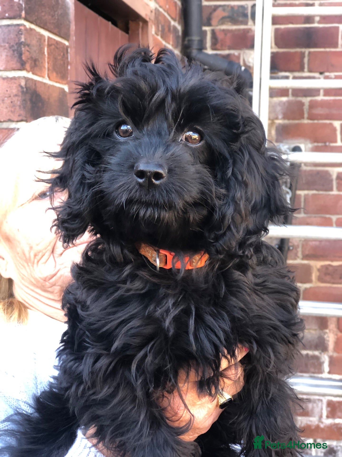 Cavapoo dogs ❗️REDUCED❗️ready to go 1 GIRL LEFT! black cavapoos - Advert 18