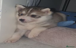 Siberian Husky dogs for sale: KC litter 5* rating by buyers REDUCED  - Image 5