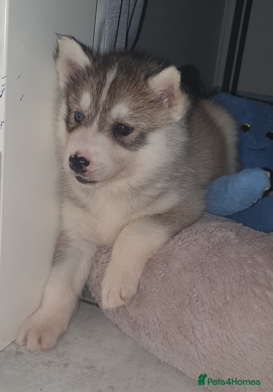Siberian Husky dogs for sale: KC litter 5* rating by buyers REDUCED  - Image 5