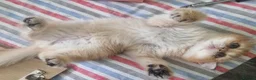 British Shorthair cats for sale: Stunning British Shorthair Golden Chinchilla - Advert 7