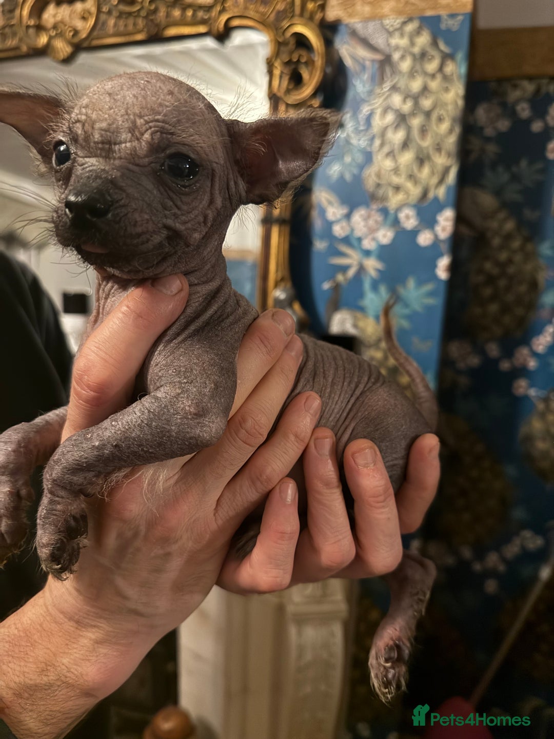 Chinese Crested dogs for sale: Chinese Crested Puppies  - Advert 6