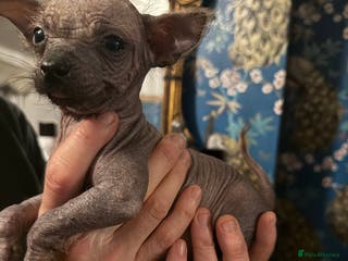 Chinese Crested dogs Chinese Crested Puppies - Advert 1