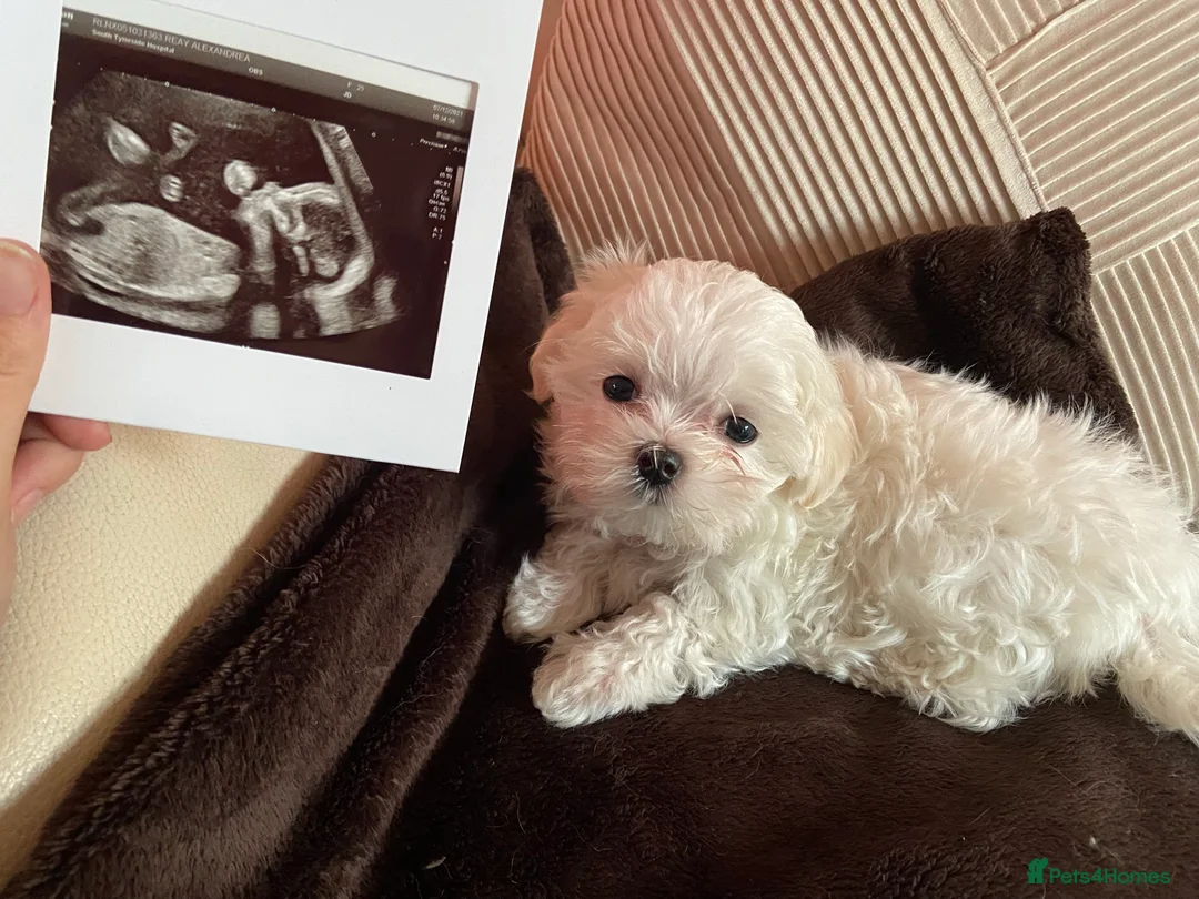 Maltese dogs for stud: Fabulous proven miniature Maltese for stud 🌟 in South Shields - Advert 16