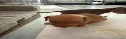 Miniature Dachshund dogs for sale: 3 beautiful little boys looking for new homes - Advert 9