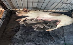 French Bulldog dogs for sale: 5⭐️ french bulldog pups 🐾 - Image 31