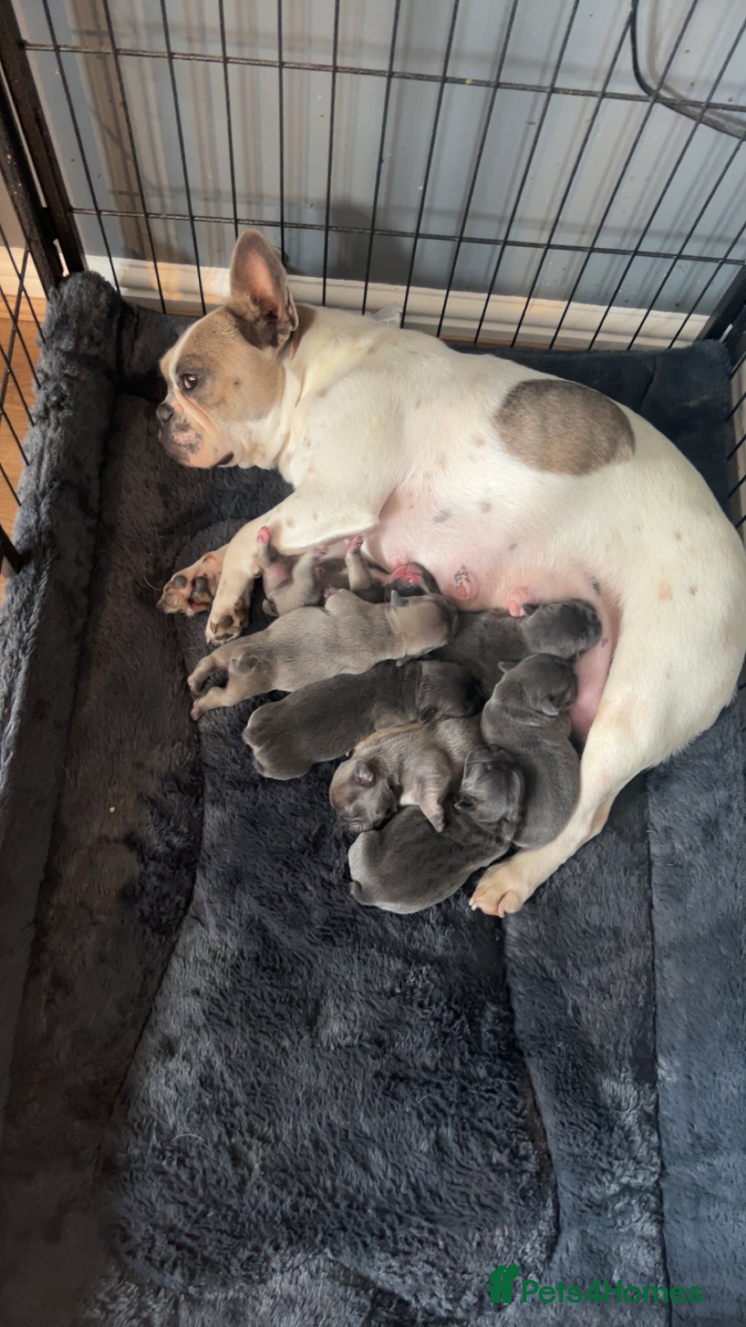 French Bulldog dogs for sale: 5⭐️ french bulldog pups 🐾 - Image 31