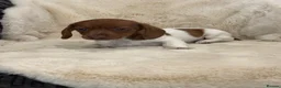 Miniature Dachshund dogs for sale: Mini smooth dachshund puppies  - Advert 8