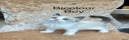 Ragdoll cats for sale: Beautiful ragdoll kittens  - Advert 1