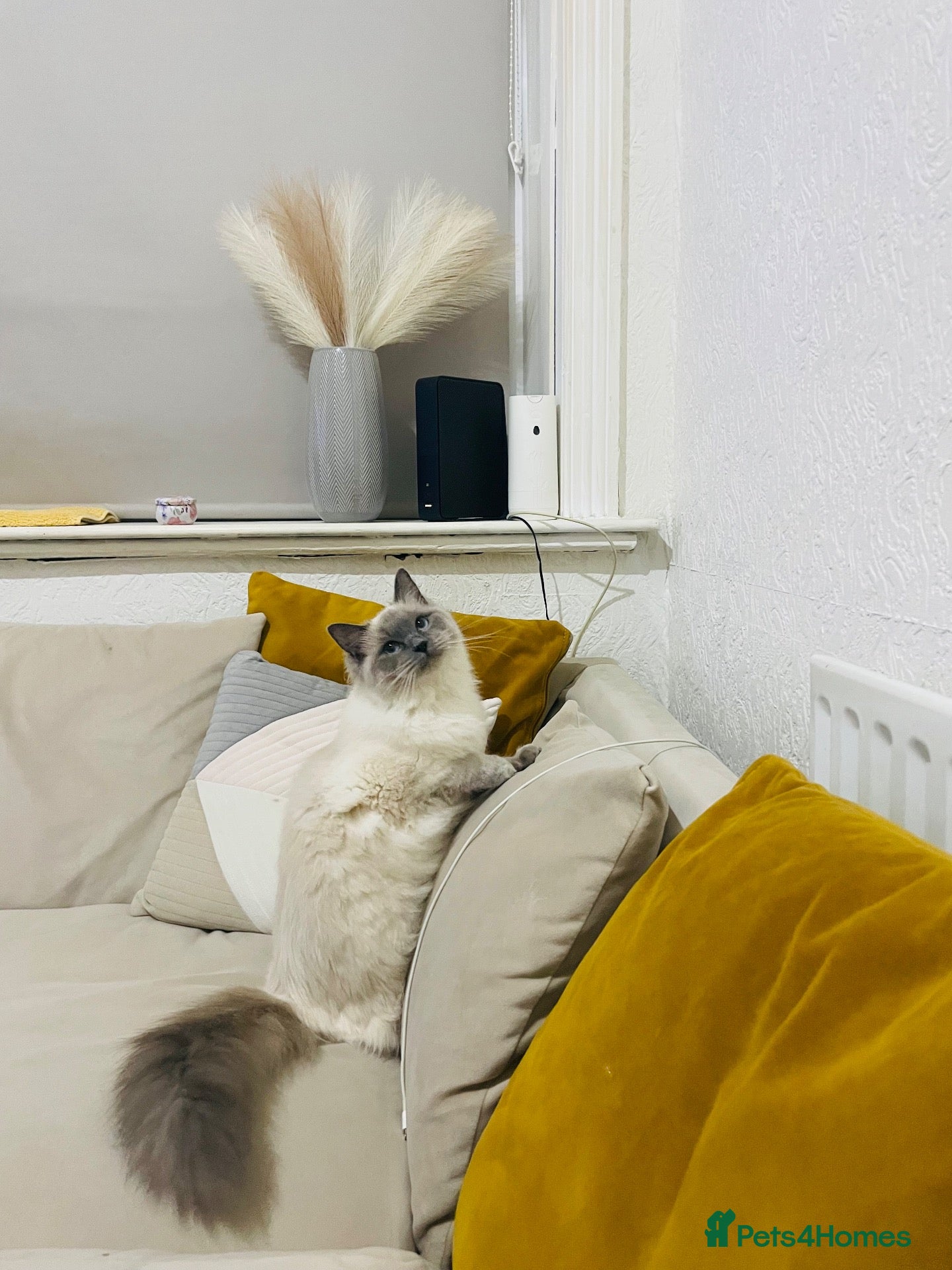 Ragdoll cats 🌟 🐱 4 Gorgeous Ragdoll Blue Point Kittens 🌟  - Advert 1