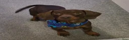 Dachshund dogs for stud: Stunning Pedigree Miniature Dachshund Stud Dog - Advert 3