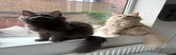Maine Coon cats for sale: Big, Chunky, Blue Maine Coon Boy. - Advert 9