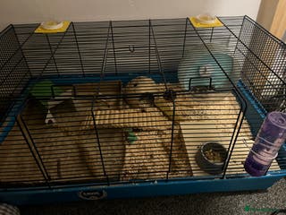 Hamster rodents Female dwarf with full setup and large cage - Advert 12