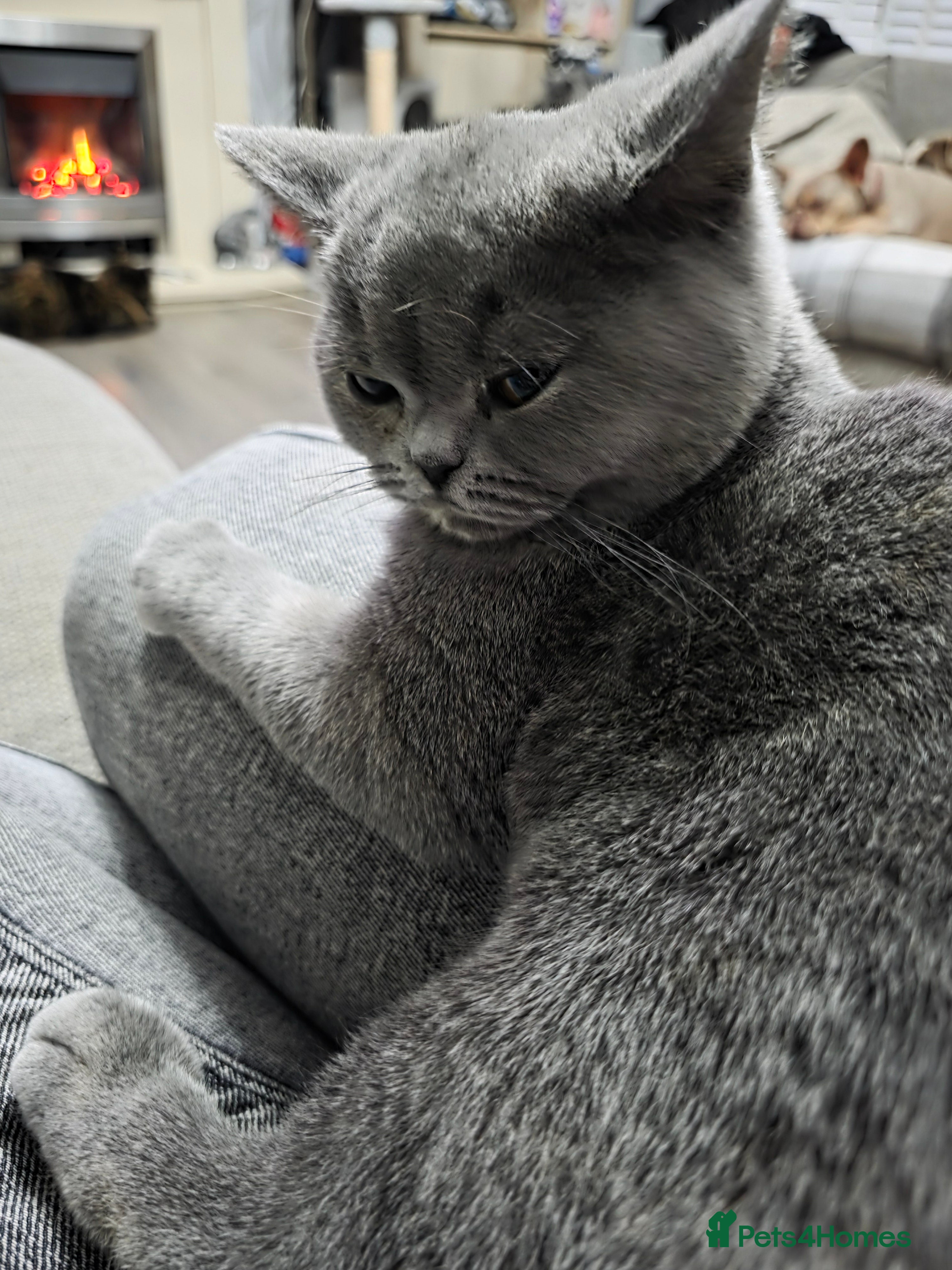 British Shorthair cats REDUCED!! Stunning bsh kittens looking for homes. - Advert 8