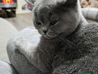 British Shorthair cats REDUCED!! Stunning bsh kittens looking for homes. - Advert 8