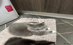Mixed Breed cats for sale: Chinchilla  - Image 2