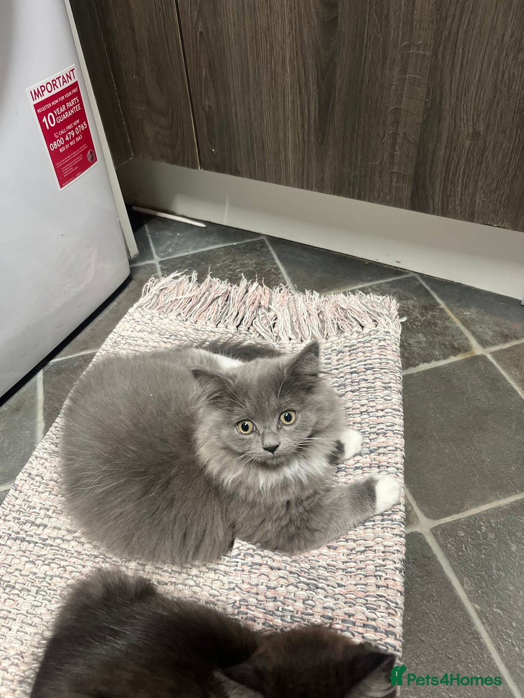 Mixed Breed cats for sale: Chinchilla  - Image 2