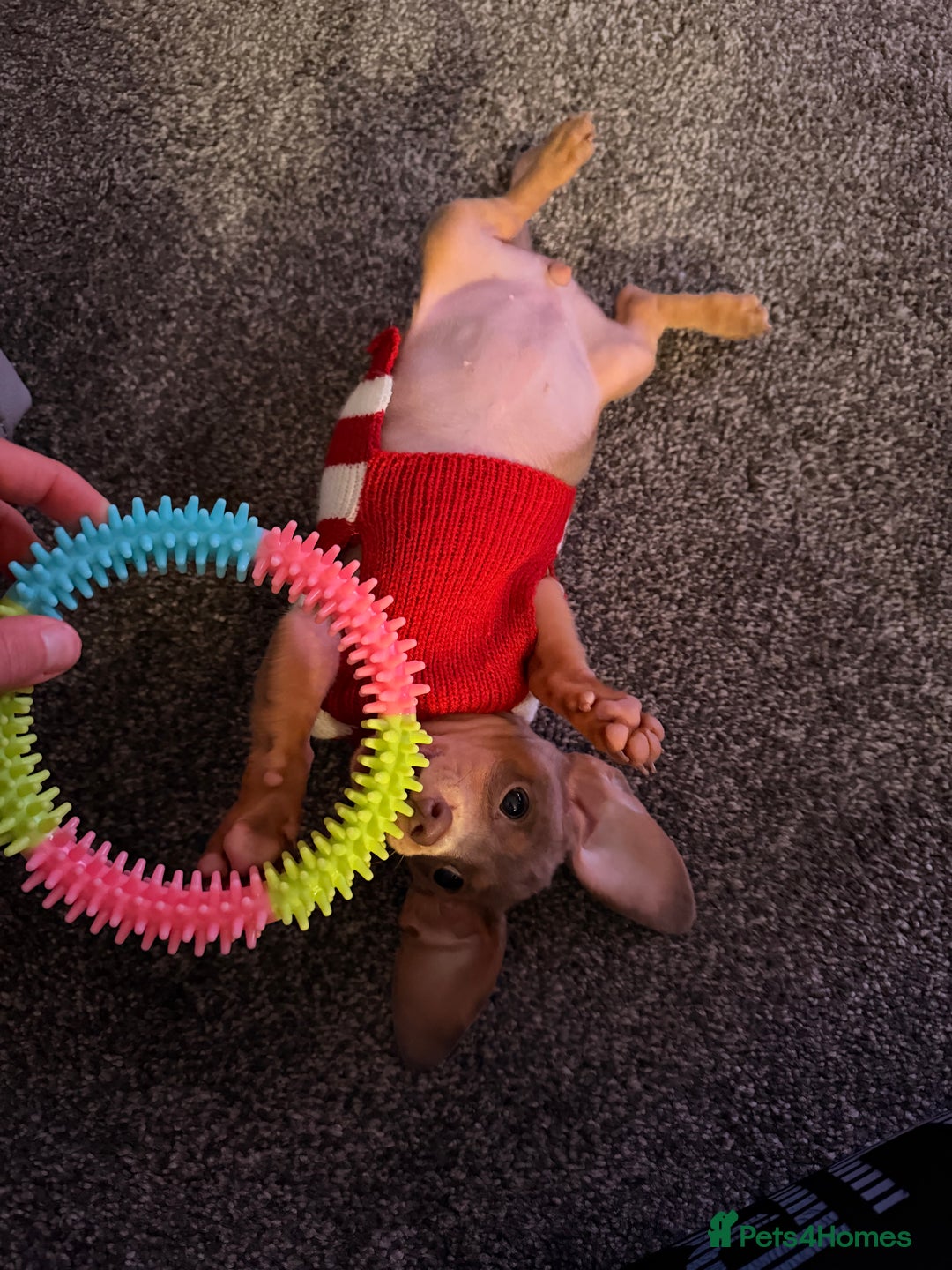 Miniature Dachshund dogs for sale: Miniature Dachshund 14 weeks - Advert 3