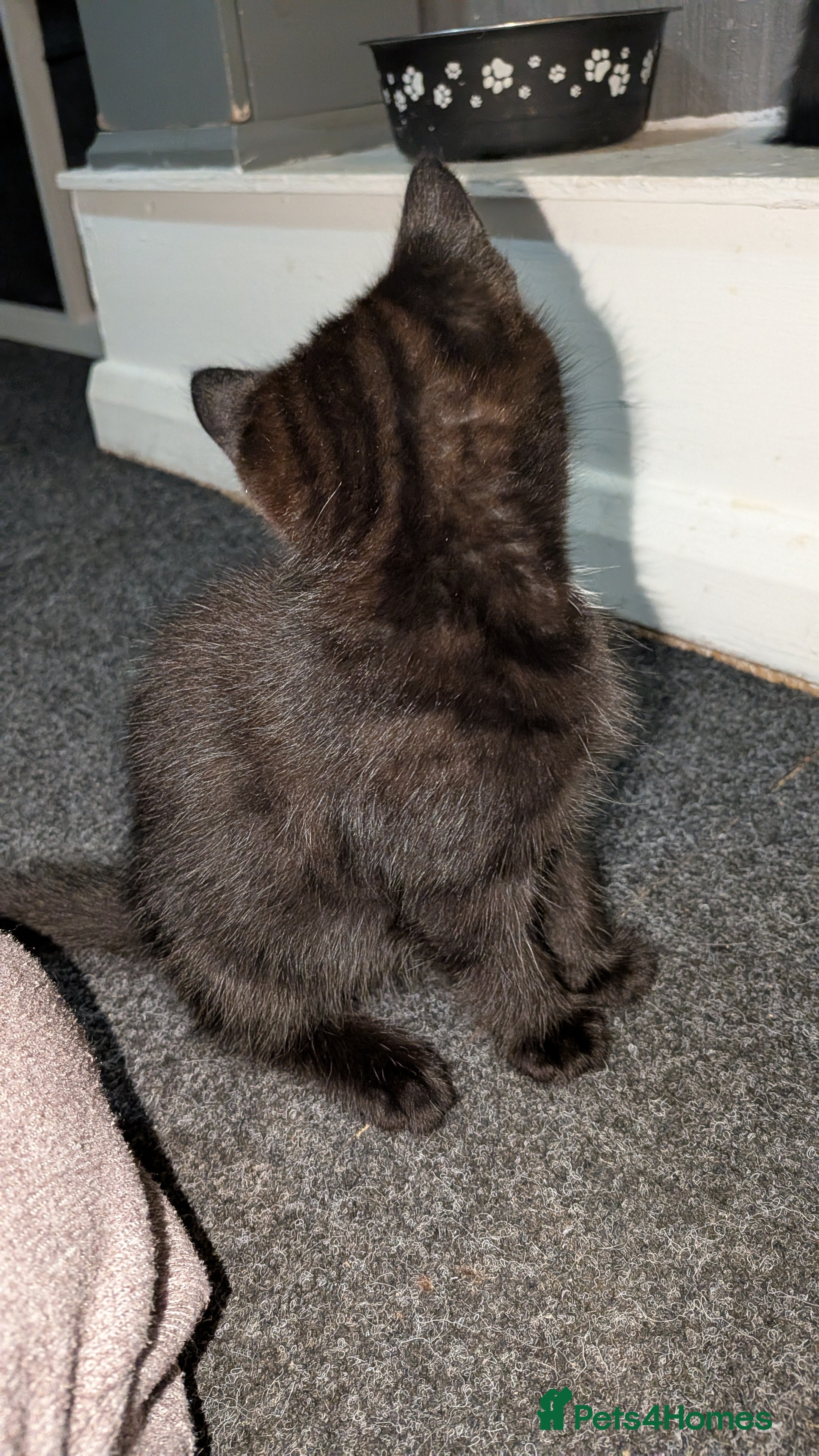 Mixed Breed cats for sale: 9 week old Black/brown tabby kittens - Advert 10