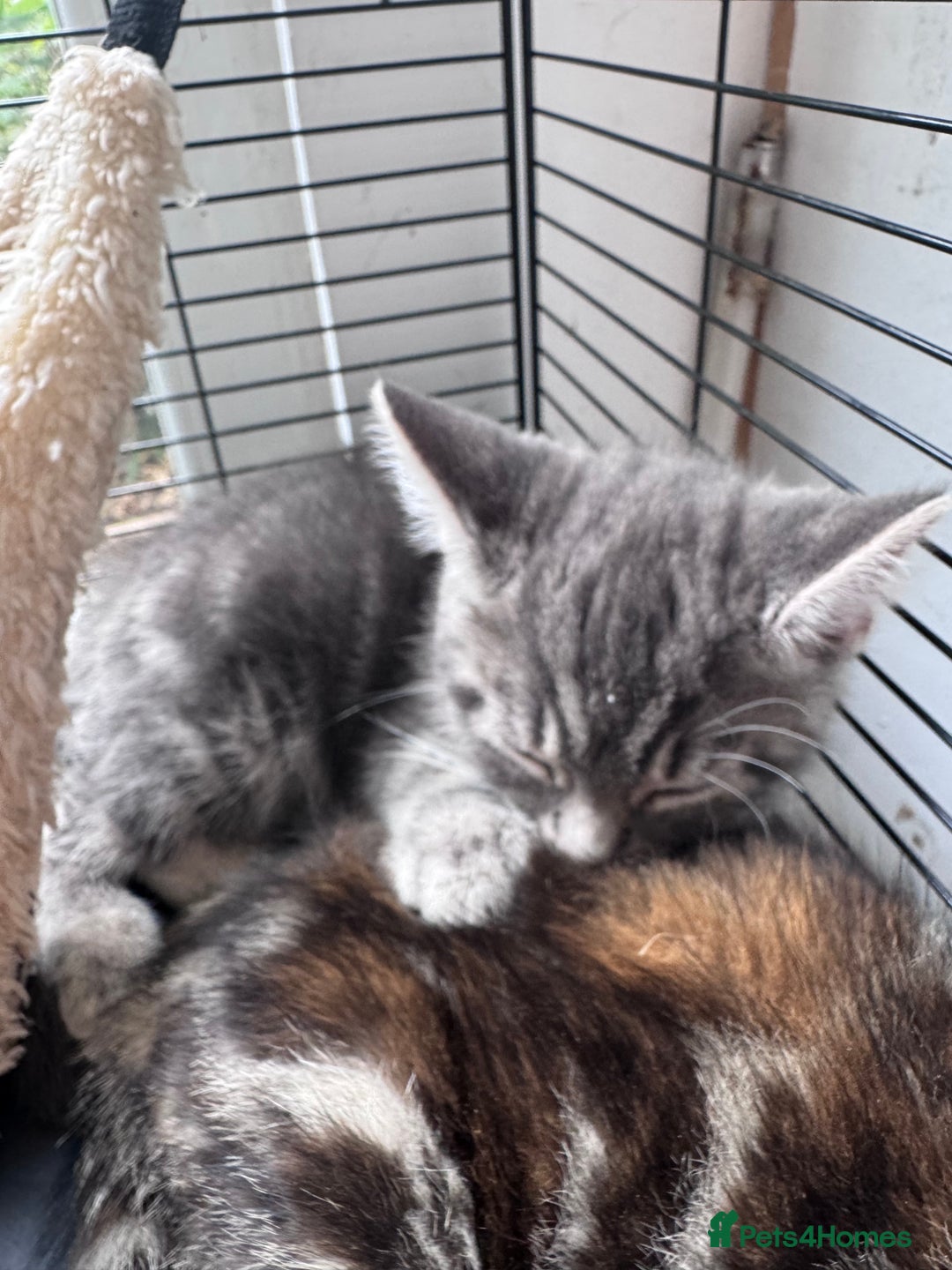 Bengal cats for sale: 11 Tortie, Tabby and Tuxedo Kittens - Image 3