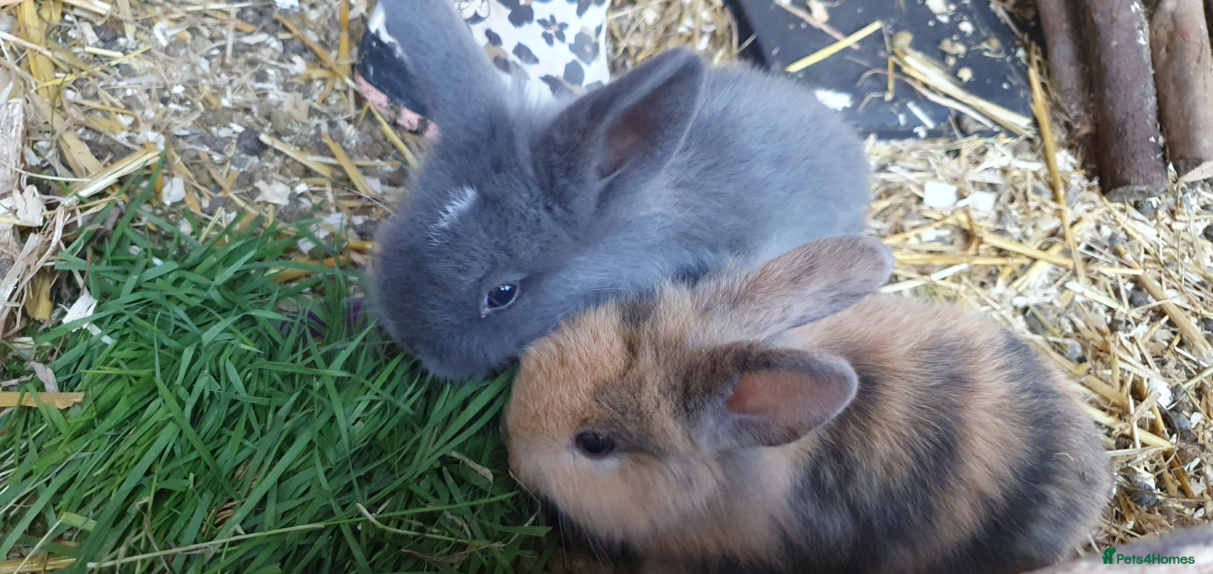 Mixed Breed rabbits Lionhead crossed with northandwaf  - Advert 1