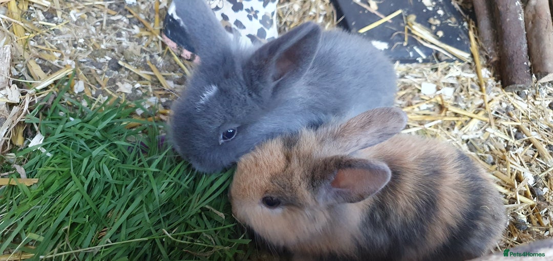 Mixed Breed rabbits for sale: Lionhead crossed with northandwaf  - Advert 1