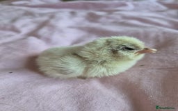 Chickens poultry for sale: Chicks week old  - Image 4