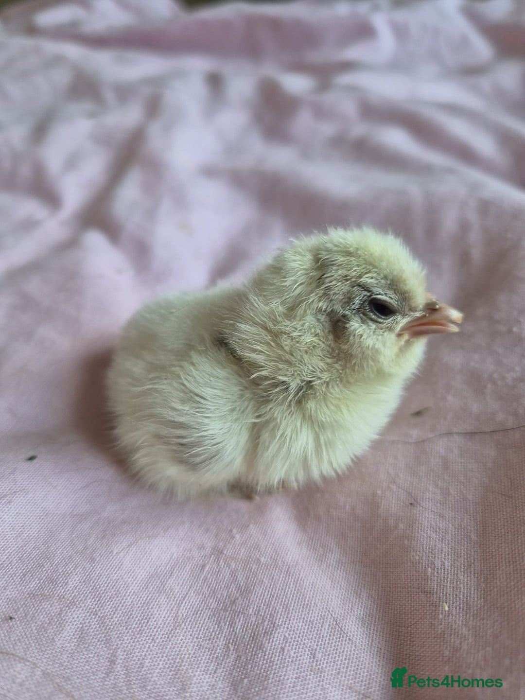 Chickens poultry for sale: Chicks week old  - Image 4