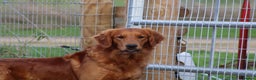 Golden Retriever dogs for stud: EXTENSIVELY health tested with excellent results! in Newark - Advert 20