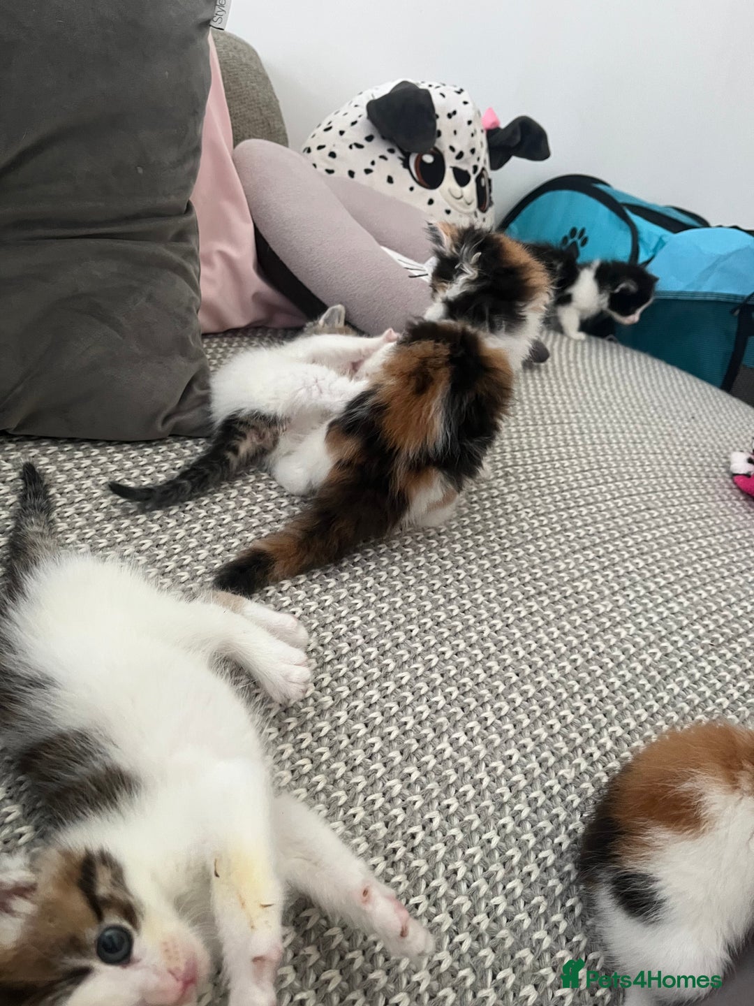 Maine Coon cats for sale: Mainecoon cross kittens - Image 8