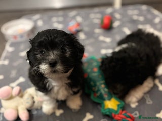 Mixed Breed dogs Adorable Bolonoodle Puppies - Advert 15