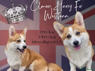 Welsh Corgi Pembroke dogs HEALTH TESTED Welsh Pembroke corgi for stud - Advert 14