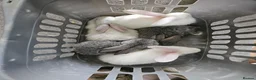Continental Giant rabbits for sale: Continental cross French lop  - Advert 2