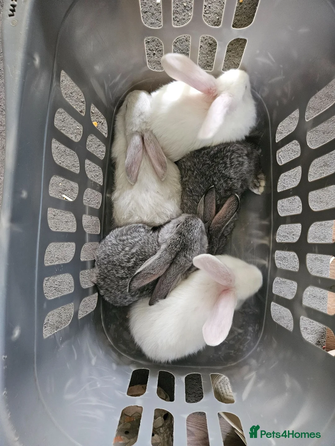 Continental Giant rabbits for sale: Continental cross French lop  - Advert 2