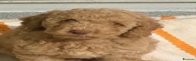 Miniature Poodle 1