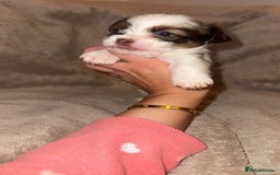 Shih Tzu dogs for sale:  Shih Tzu puppies 1 boy left! - Advert 5