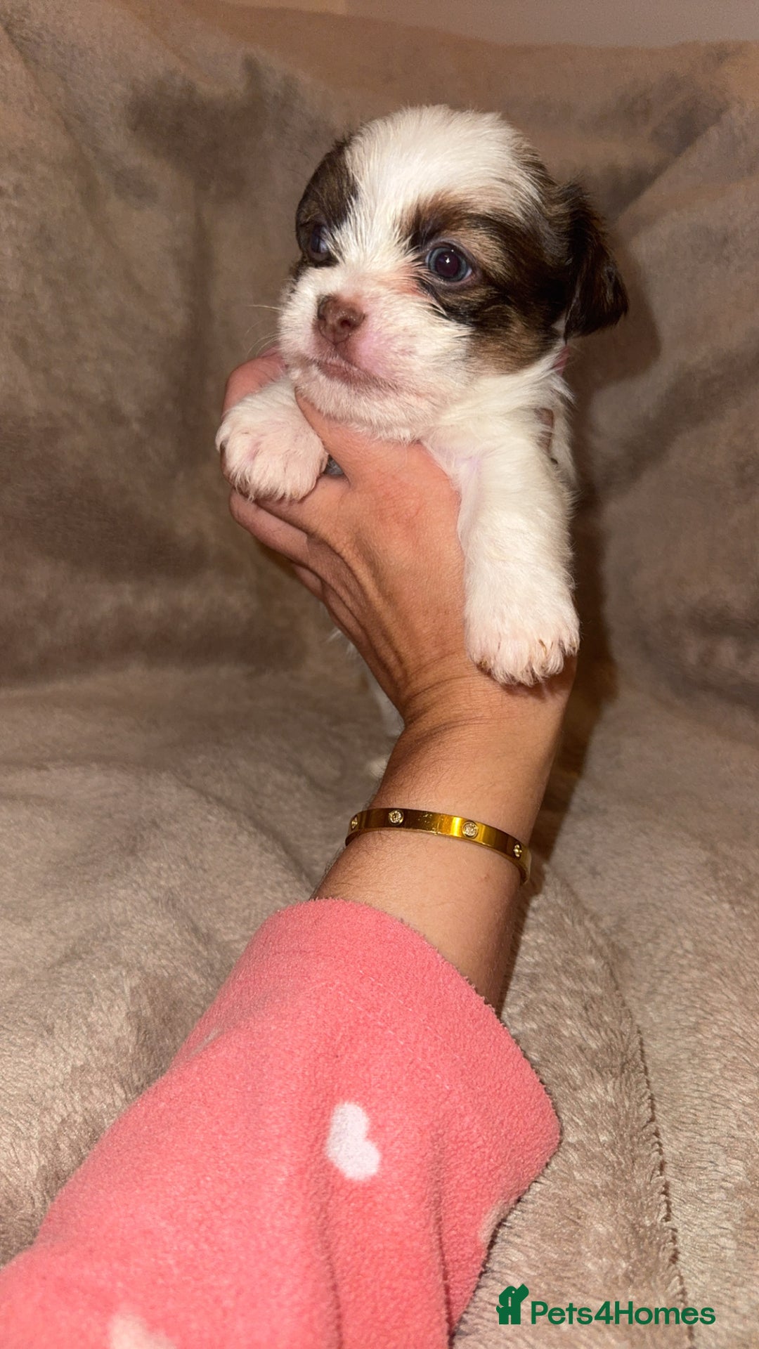 Shih Tzu dogs for sale:  Shih Tzu puppies 1 boy left! - Advert 5