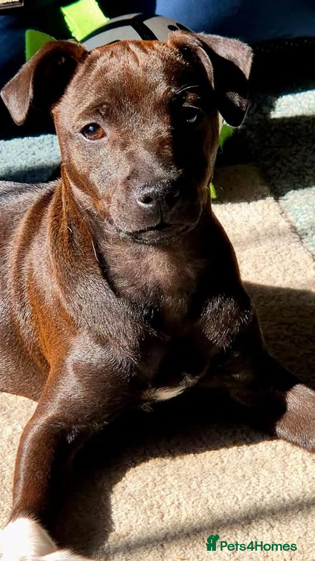 Patterdale Terrier dogs for sale: Patterdale Girl - Advert 4